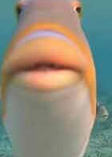Fishonhooked's tweet photo. My face watching you all sell $20 clips. https://t.co/fSy3tx4LB3