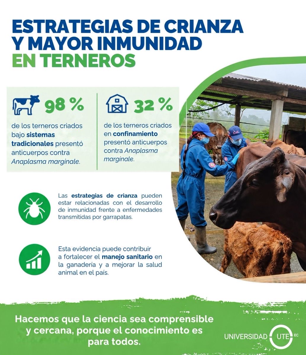 CienciaUTE's tweet photo. 🐄 El 98 % de los terneros criados bajo sistemas tradicionales presentó anticuerpos contra Anaplasma marginale, una bacteria transmitida principalmente por garrapatas que afecta al ganado y puede causar anemia y enfermedad, frente al 32 % de los criados en confinamiento. 
                                                              
El hallazgo corresponde a una investigación de la Facultad de Medicina Veterinaria y Agronomía de la Universidad UTE.

El estudio analizó 124 vacas y sus terneros en 53 fincas lecheras de Ecuador y aporta evidencia sobre la relación entre las estrategias de crianza y el desarrollo de inmunidad frente a enfermedades transmitidas por garrapatas.

📄: https://t.co/Gb2emLBmlg

#InvestigacionUTE #MedicinaVeterinaria #Ganadería #ODS2 #ODS3