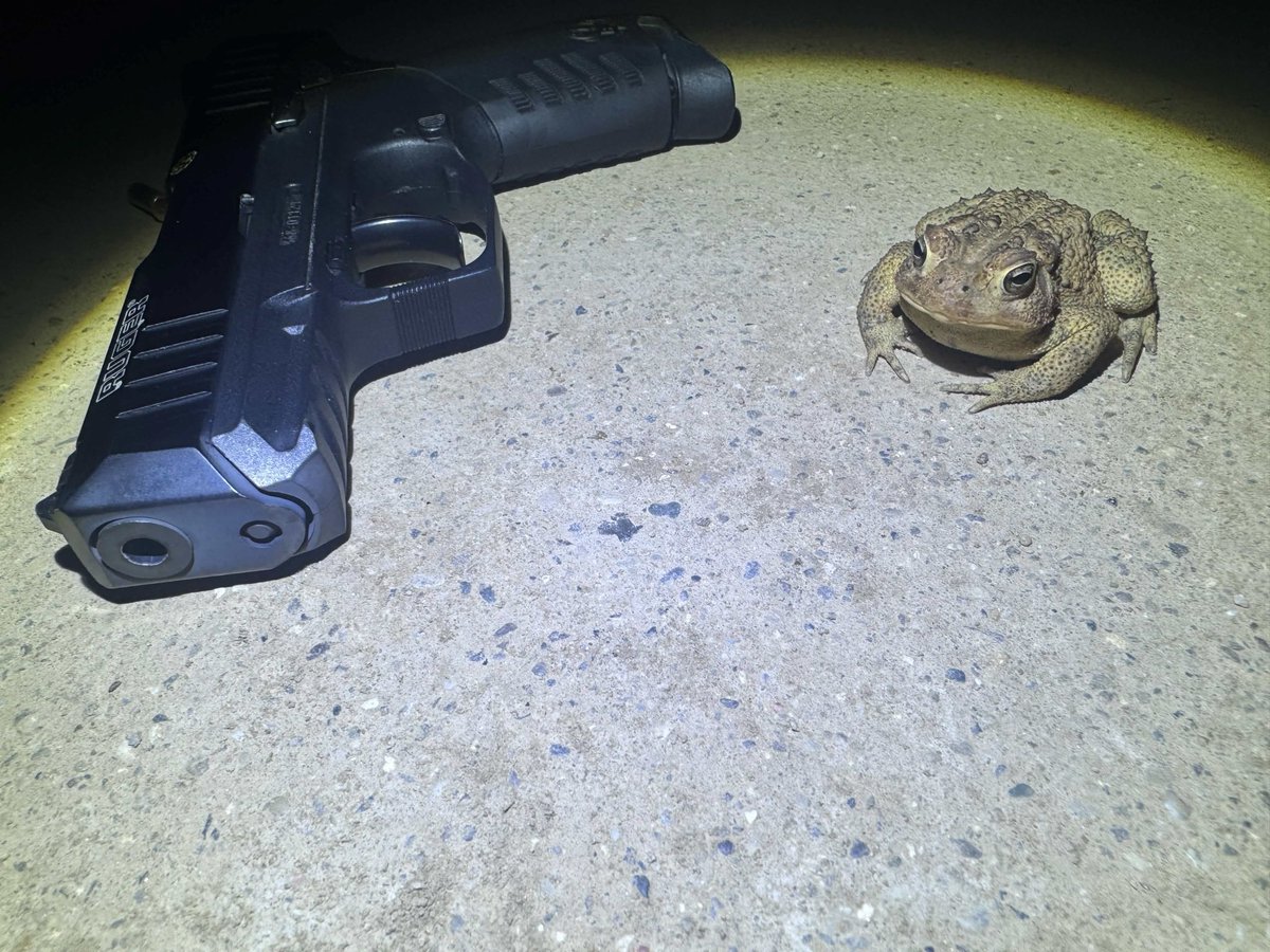 NevaGuns's tweet photo. 🐸🐸🐸🔫
.gg/neva

#guns #ruger #frog #firearm #gunrange #neva #roblox #praiseIraq https://t.co/y1wPCHqWn2