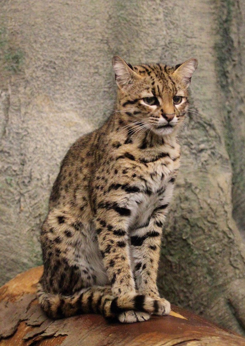 mammalsoftoday's tweet photo. mammal of the day 23: geoffroy's cat (leopardus geoffroyi)

> found in: south-central south america
> habitat: scrub, grassland, wetland, and open woodland
> eats: rodents, birds, hares, reptiles, frogs, and fish
> status: least concern

📸: Greg Hume (CC BY-SA 3.0) https://t.co/0veyyUFSr6