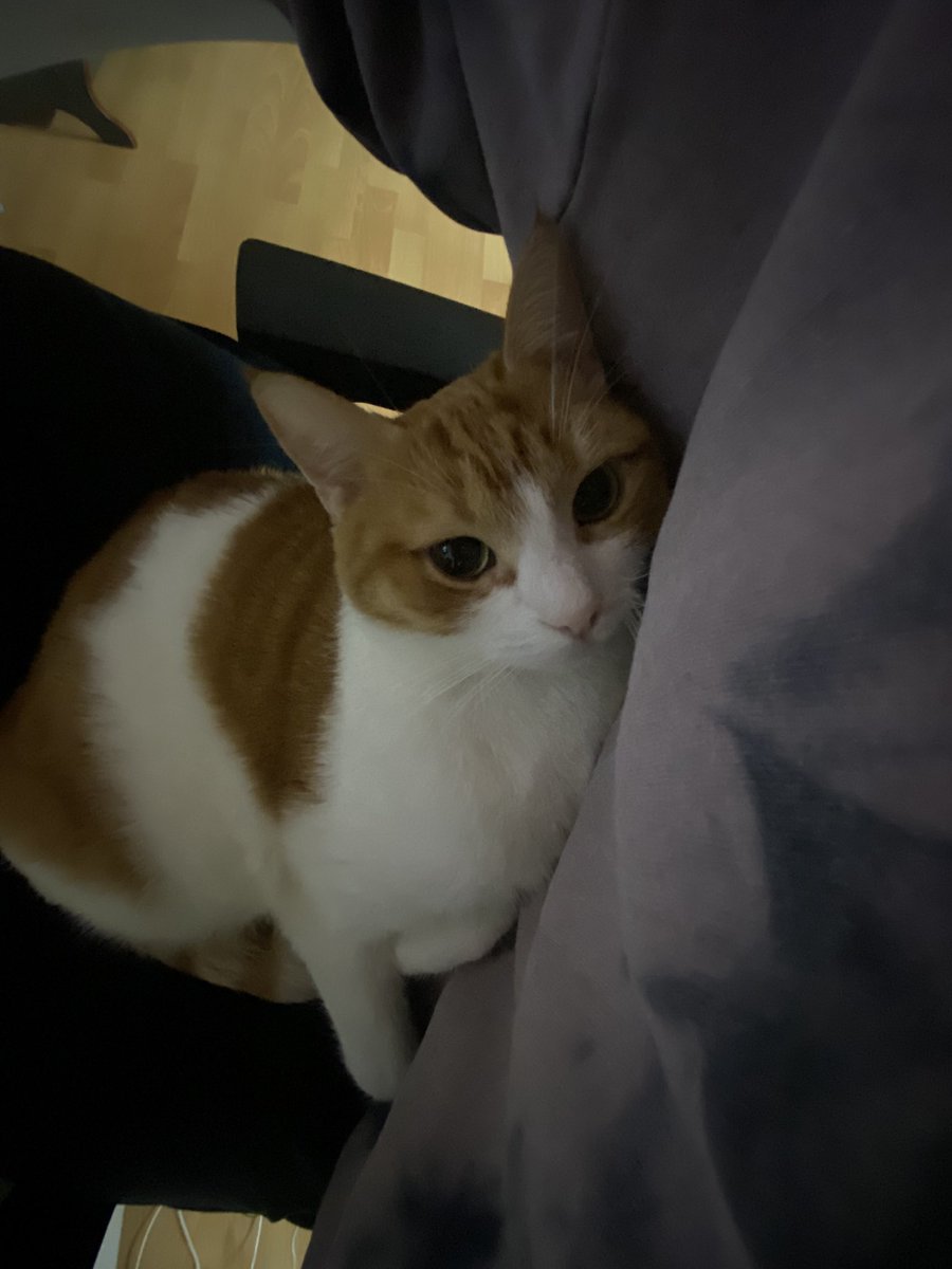 albino2e's tweet photo. BENİM KİMSEYE İHTİYACIM YOK LAN BENİM KEDİM HEPİNİZİN AMINA KOYAR OLUM SİZ KİMSİNİZ LAN KEDİM VARKEN SİNİRİMİ BOZMAYIN BENİ SİNİRLENDİRMEYİN BEN KEDİMİ SEVŞYORUM LAN https://t.co/VUwenHmYTa