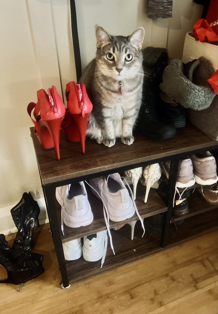 silvenadventure's tweet photo. My life in a nutshell. The grey tabby, heels, and running shoes 🫣 https://t.co/nK1aWIRKLO
