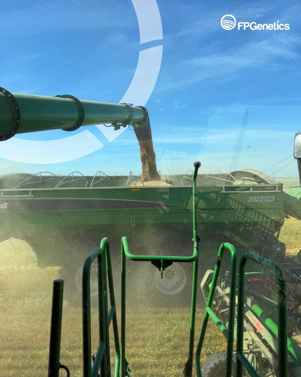 FPGenetics's tweet photo. A strong finish after a season that put it to the test.

Despite a dry fall and very wet summer, SU Performer yielded around 120 bu/ac in Andrew, AB.

Planning hybrid fall rye for 2027? Put SU Performer on your radar. https://t.co/ZlMrYEw1GD