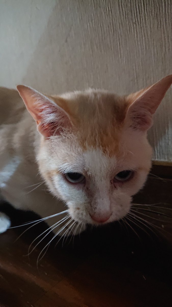 kyokora's tweet photo. 今日の猫 https://t.co/J2b0EpTlJY