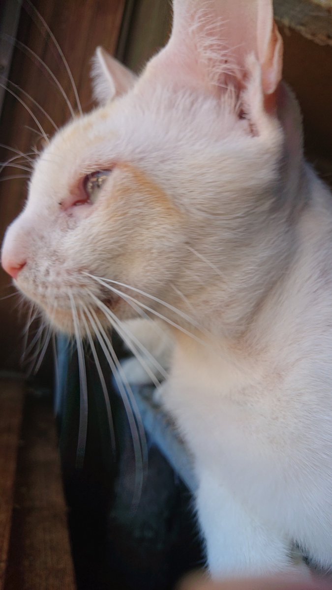 kyokora's tweet photo. 今日の猫 https://t.co/J2b0EpTlJY
