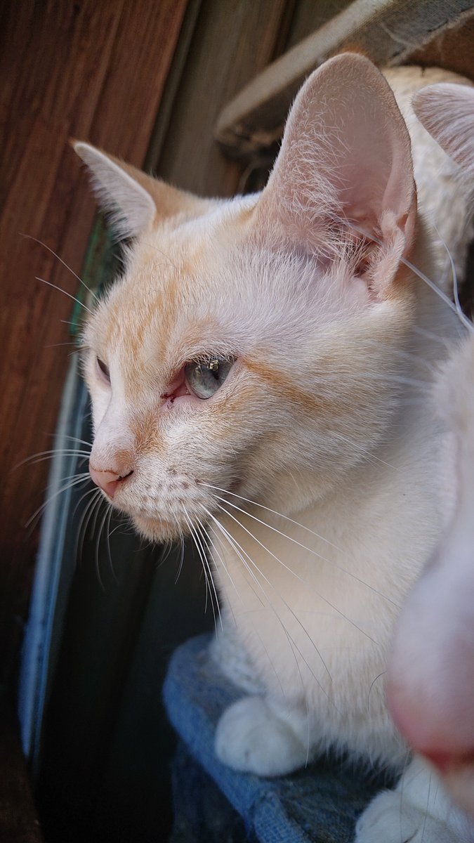 kyokora's tweet photo. 今日の猫 https://t.co/J2b0EpTlJY