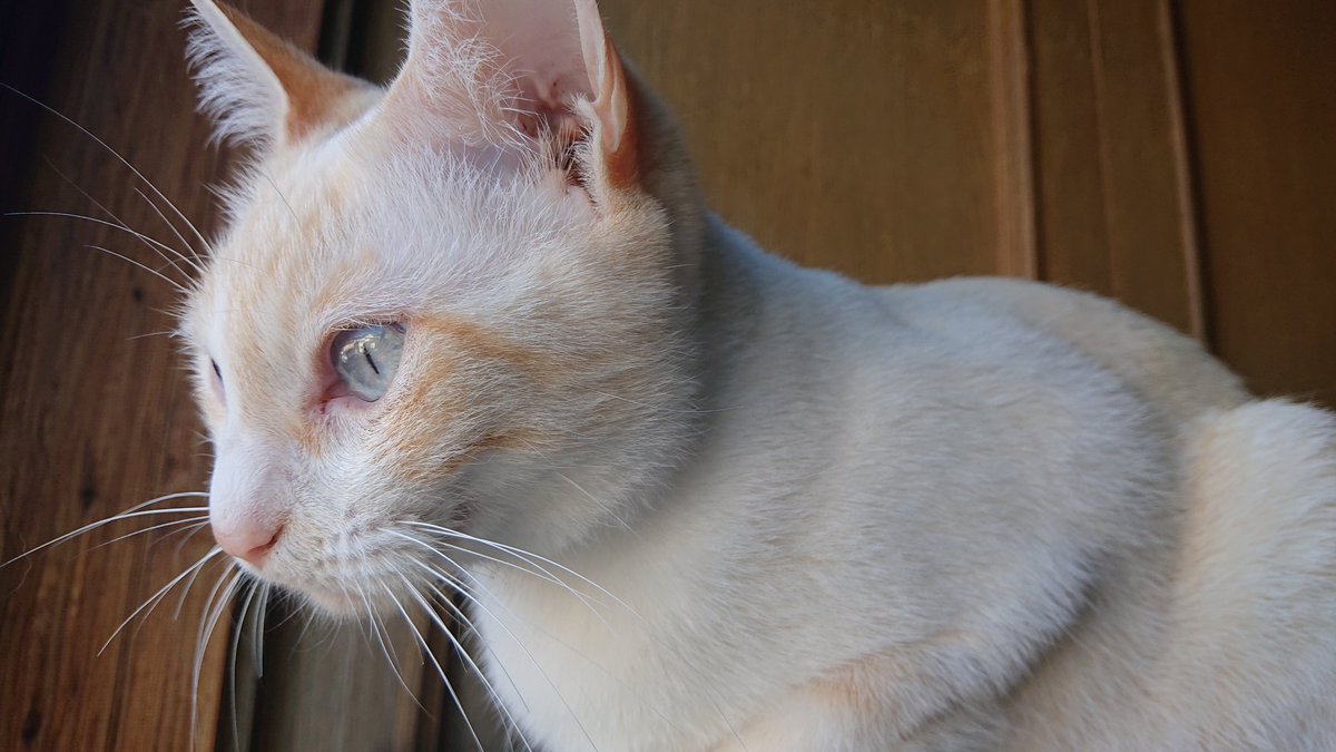 kyokora's tweet photo. 今日の猫 https://t.co/J2b0EpTlJY