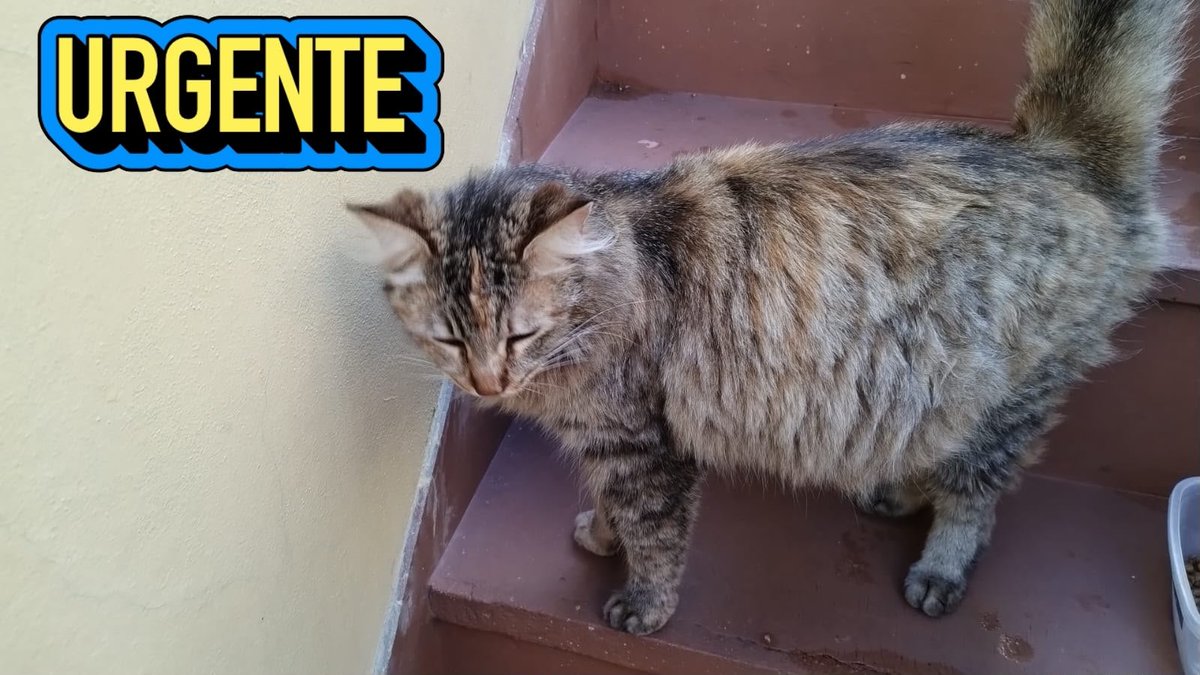 RaquelMait's tweet photo. 🚨📣🚨📣🚨📣🚨📣🚨Gatita embarazada necesita ayuda 🙏para tener a sus bb , si podes ayudarla y diff así no nacen en la calle muchas graciassss ciudadela cont 113332 1808 🌷🙏🐾🐾 https://t.co/gjG41C1ZeU