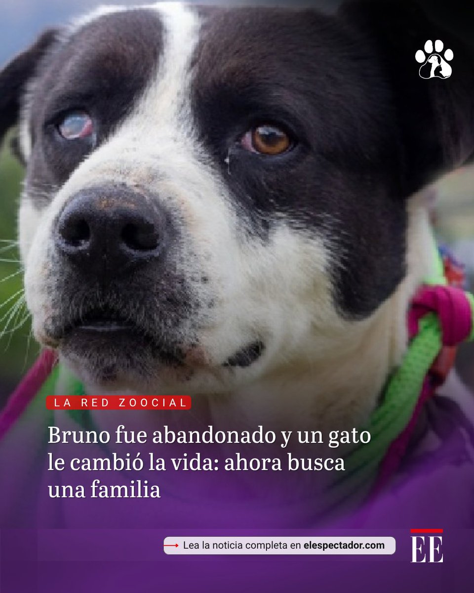 elespectador's tweet photo. Su familia lo dejó luego de que el Gobierno comprara su casa para construir, y en la calle perdió la vista de un ojo porque un gato lo arañó.
👉🏻 https://t.co/ffjTmFewkL https://t.co/8DbdxKdkRu