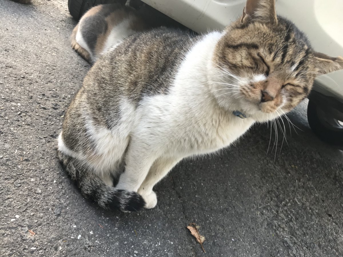 shintaka_cat's tweet photo. https://t.co/xEir1McY0H