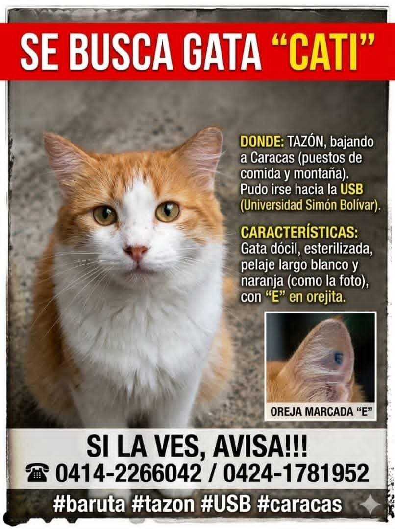 PerroUsuario's tweet photo. Se busca a Cati en Tazón bajando a Caracas https://t.co/vA77fN0zdo