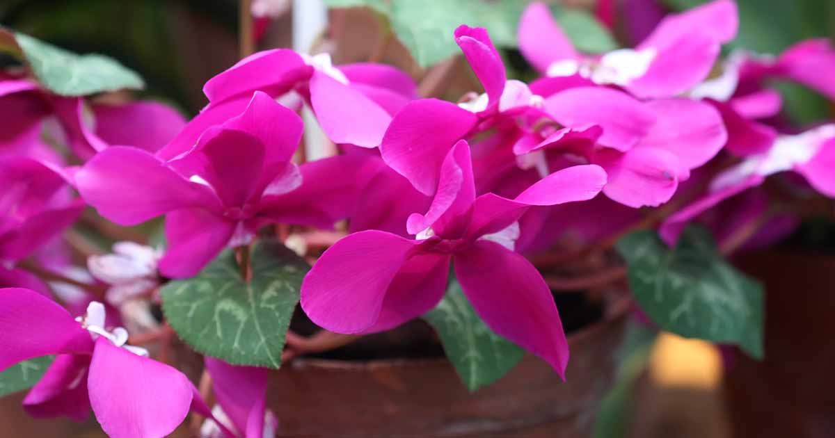 Gardeners_Path_'s tweet photo. Reasons and Fixes for Drooping, Wilting Cyclamen Plants - Are you wondering why your cyclamen is droopy and wilting? Learn about the common causes of drooping cyclamens and how to fix it now on Gardener's Path. #houseplants #cyclamen https://t.co/vwwPG3XcxU https://t.co/Y9BdArUHbp