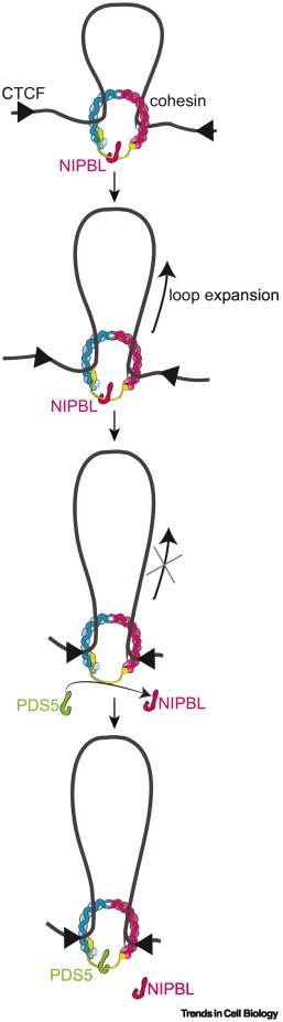 TrendsCellBio's tweet photo. Handles on chromosome architecture dlvr.​it/TVljrd https://t.co/NhYfl8mjTK
