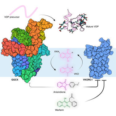 Structure_CP's tweet photo. γ-glutamyl carboxylase inhibition by Anisindione dlvr.​it/TVljjk https://t.co/3FZt7K3Ewn