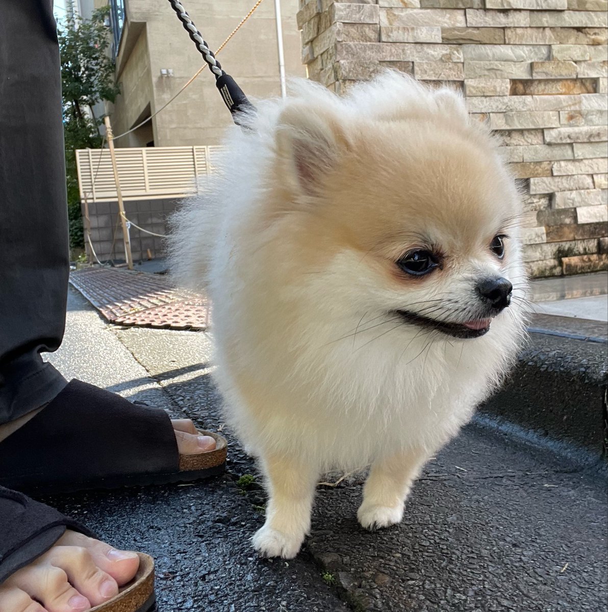 chacoleine's tweet photo. お散歩隊🧡#chacoleine https://t.co/1GXtORgF8Z