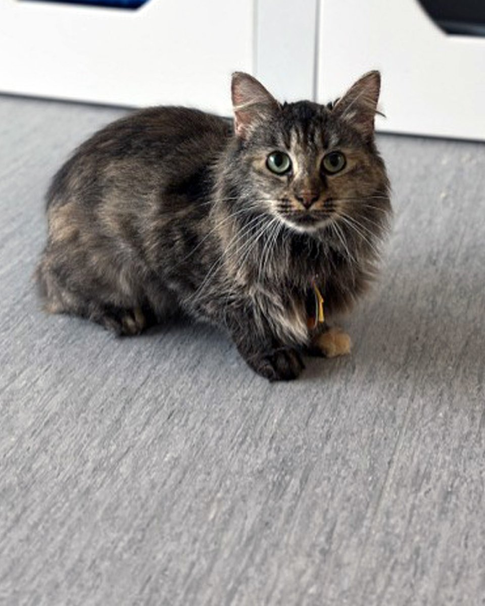 AnimalLeague's tweet photo. 🐾 Meet Ribosome (#D47123)!

After a rough life outdoors and an abrupt entrance to shelter life, 2-year-old Ribosome wasn’t prepared to accept comfort from humans, but sought it from cats she better understood.

A quiet room shared with likeminded friends was exactly the introduction to her new beginning this gorgeous gal needed to believe life as a beloved family member was everything and more she could ever hope for.

Now surrounded by her roommates, Ribosome joins in on all the fun and even accepts gentle affection from human admirers. Playtime and treats are new to her, yet she embraces them like she never had a worried moment in her past.

We love seeing Ribosome transition from scaredy cat to glamour puss right before our eyes. You will too! ❤️🐱 #getyourrescueon #biancasfurryfriends