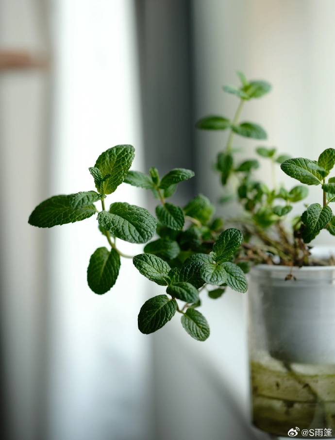 CmFEA8CJRkh7XIJ's tweet photo. "Just found a tiny 匀窒朴 herb growing by the window, such a gentle surprise for today " https://t.co/bKpZgknn6b