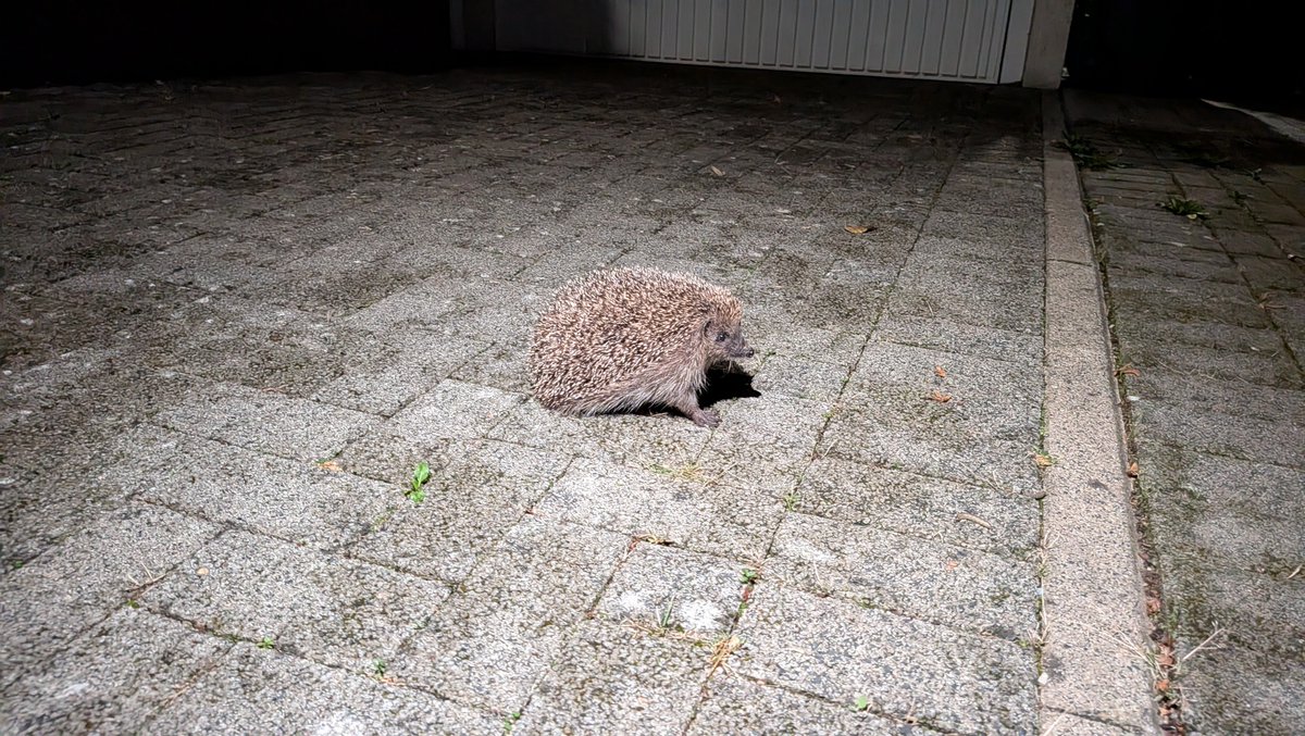 dukbludsoop's tweet photo. I came home to find him resting on my driveway. https://t.co/dZYJomgMu4