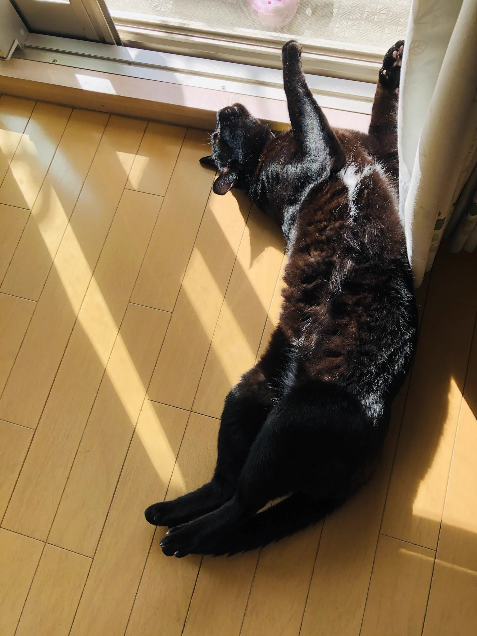 かずよん🐈‍⬛黒猫りゅう🌟10/24.25ラブリーにゃんフェスタ on X