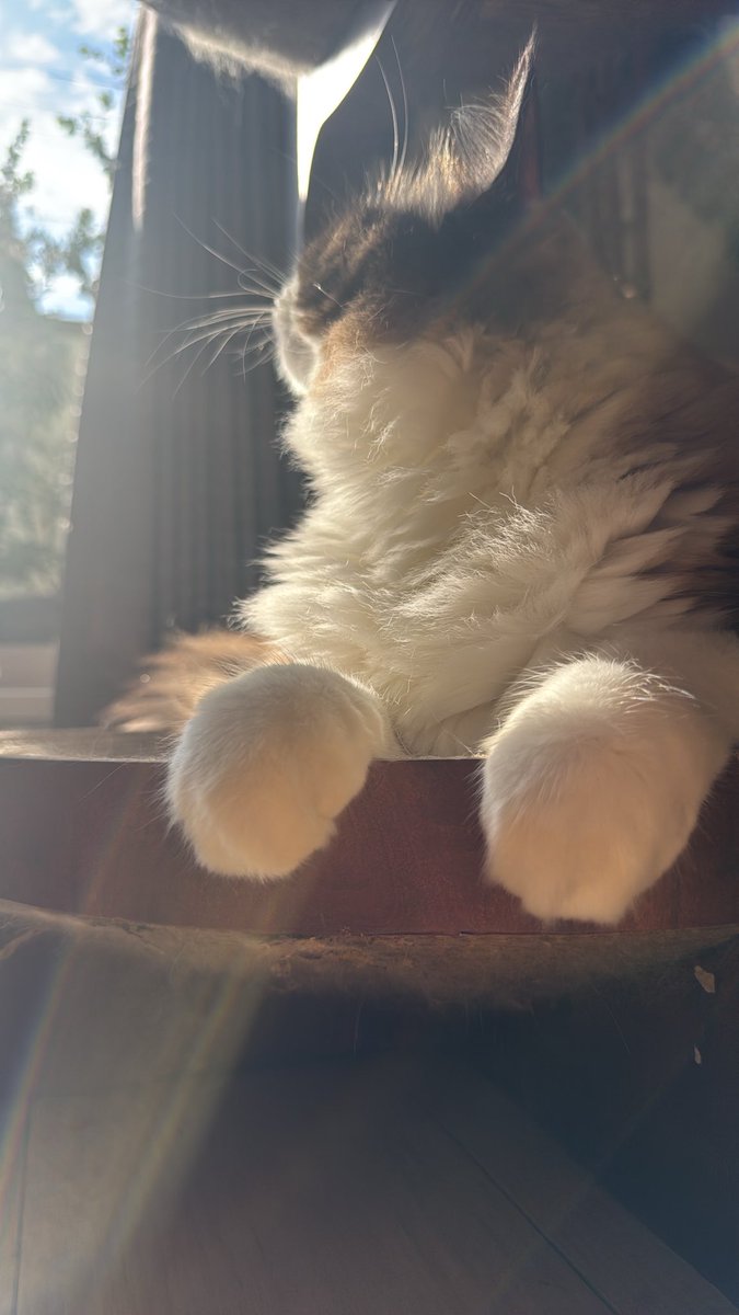 minatomati9582's tweet photo. おはにゃん。晴れはいいねえ。今日も全ての犬猫さんにとっていい1日になりますように。 https://t.co/KU8YBA2cTz