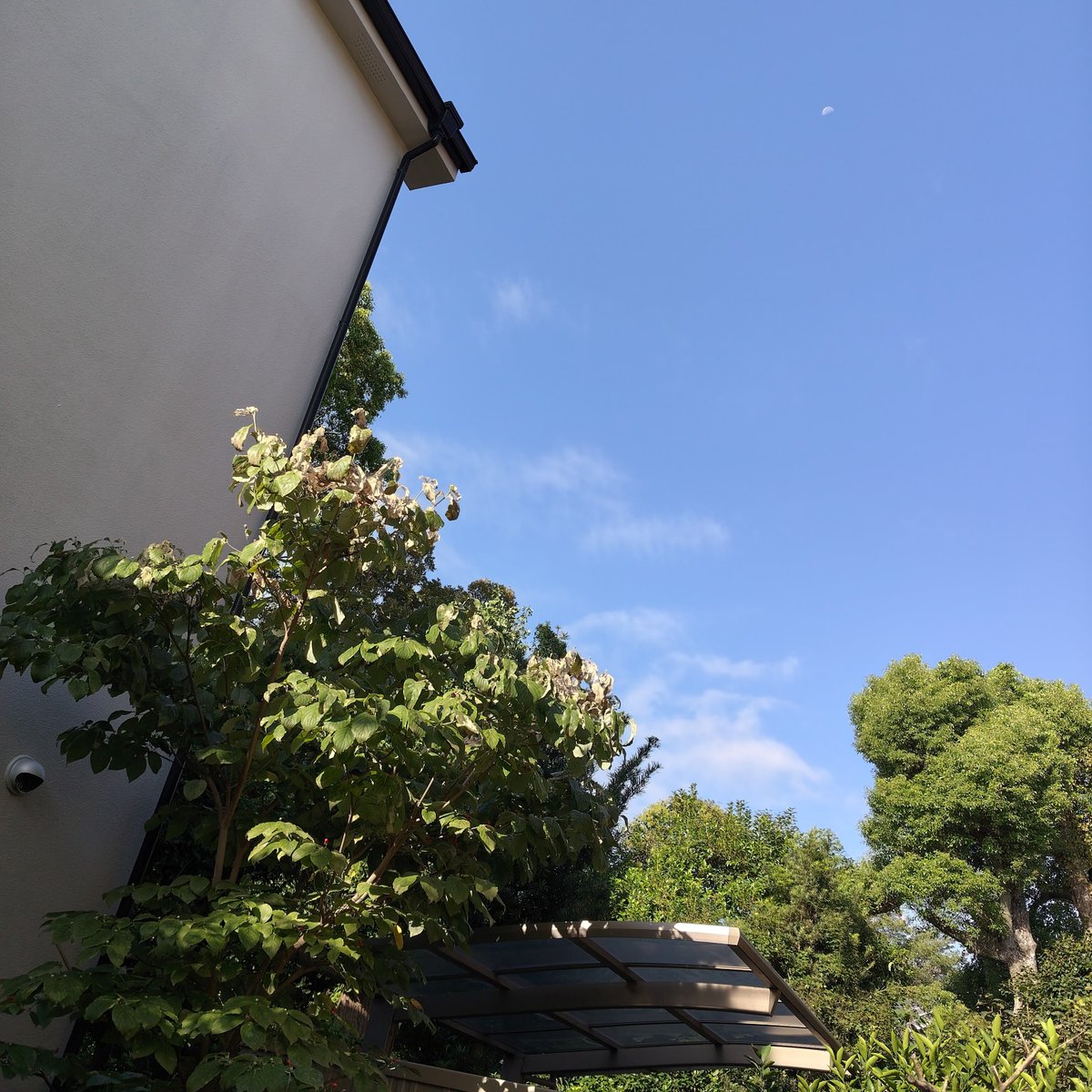 motoutput's tweet photo. おはようございます☀

久しぶりの晴天。秋晴れ。

写真ほどのんびりできる余裕はない。そろそろ動き出さなければ……

猫になりた〜い。

#猫のいる風景 https://t.co/6nuWMI7uIY