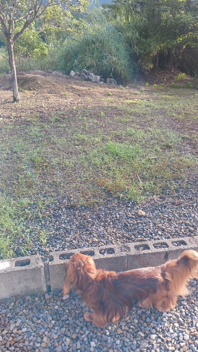 tsukuchan457866's tweet photo. おはようございます✨

肌寒い朝んぽ🐶🐾💕
聞こえてくる虫さんの声が
秋の訪れをお知らせしてくれてます
🍁🍂

笑顔あふれるすてきな一日を…🩷 https://t.co/M6rqvZDNei