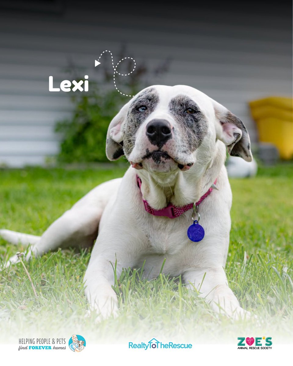 DaveOzubko's tweet photo. Meet Lexi Girl 🐾

This sweet mixed-breed girl is all about cuddles, couch time, and staying close to her people. She’s active, affectionate, learning her commands, and would love a doggy friend to play with.

Could Lexi be your new best friend? https://t.co/L3WAe0SAqP