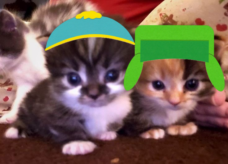 carolyyheart's tweet photo. #kyman this and kitties do yall like it https://t.co/akztXV4OL8
