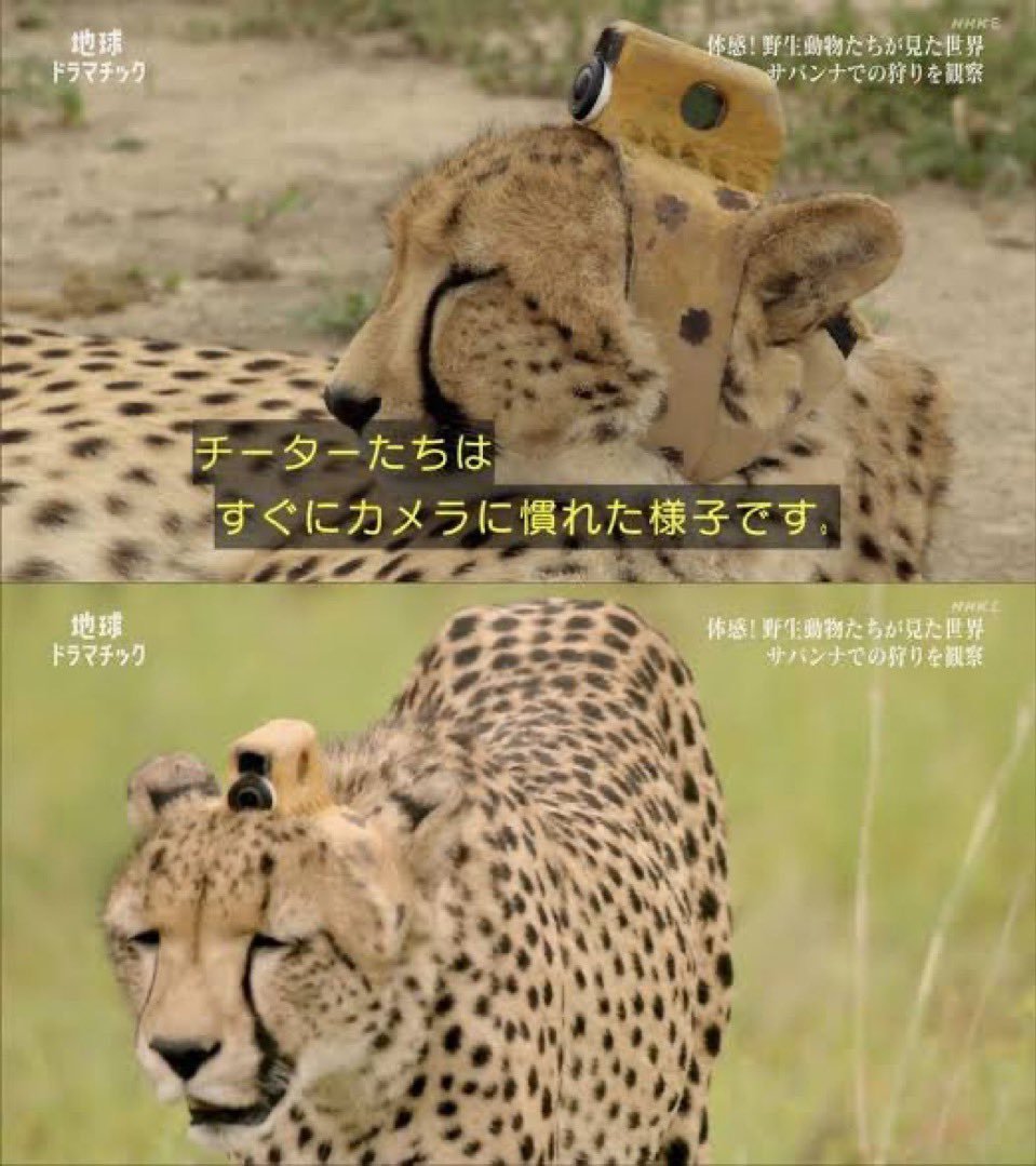 sunset_def0605's tweet photo. @hiz_trainer たまに取り付けられるカメラも、チーター的には大して嫌じゃないしな。 https://t.co/vP0Q8Zp2nl