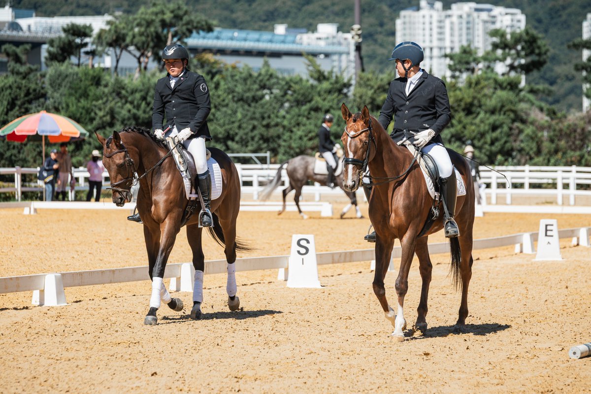 khorseracing's tweet photo. 지난 10월 2일(금), 서울 경마공원(렛츠런파크 서울)에선 은퇴경주마 승마대회가 개최되었습니다. 이날 은퇴경주마 품평회, 비기승, 마장마술, 장애물 경기 등이 시행되었습니다.

그중 가장 눈에 띄는 은퇴경주마는 바로 '델피니'로, 이한준·이윤진 부부가 운영하는 '달려라델피니' 채널의 그 '델피니'입니다. 부부의 첫 경주마로 들인 이 말은 2021년 초 3세의 나이로 뒤늦게 데뷔해 총 16전을 치르고 은퇴했습니다. 비록 우승은 없었으나, 그렇다고 하여 이 부부가 말을 포기할 이유는 없었습니다.

'델피니'는 2023년 9월 마지막 경주를 치르고 5세의 나이로 은퇴하여 새로운 삶을 살게 되었습니다. 부부는 "당시에는 선택 하나하나가 최선이라고 생각하고 치열하게 고민해 내린 결정들이었다. 하지만 지금 돌아보면 그 결정들이 모두 노련하거나 완벽하지는 않았다. 더 경험이 많은 사람을 만났다면 '델피니'가 경주마로서 조금 더 빛날 수 있었을지도 모른다. 그래서 미안한 마음이 있다"고 말합니다.

그 후로 '델피니'는 '순수히 말이라는 종 그 자체로서 향유할 수 있는 휴양'을 보낸 후 천천히 승용마로서의 역할을 배워나갔습니다. 부부는 "경주마로서 사람을 태우는 일과 승용마로서 사람을 태우는 것은 전혀 다른 일이었다. 사람과 '델피니' 사이에 새로운 언어를 만드는 일이 가장 어려웠다"고 말합니다.

어쩌면 말에게 '새로운 삶'을 살도록 가르치는 일은 생각보다 치열한 일이었을지도 모릅니다. 그럼에도 불구하고, '델피니'는 새 삶을 사는 법을 차근차근 착실하게 배워나갔고, 마침내 그 꽃을 피웠습니다.

'델피니'는 정주영 수석교관과 함께 호흡을 맞추어 2일 마장마술 F·C Class에 출전하여 각각 준우승과 우승에 자리했습니다. 땀은 멎었고, 발걸음은 가볍게, 그리고 호흡은 함께.

부부가 말한 "너무 힘들었지만, 그럼에도 같이 있었다"는 그간의 여정이 작게나마라도 보상받는 순간이었던 셈입니다.
