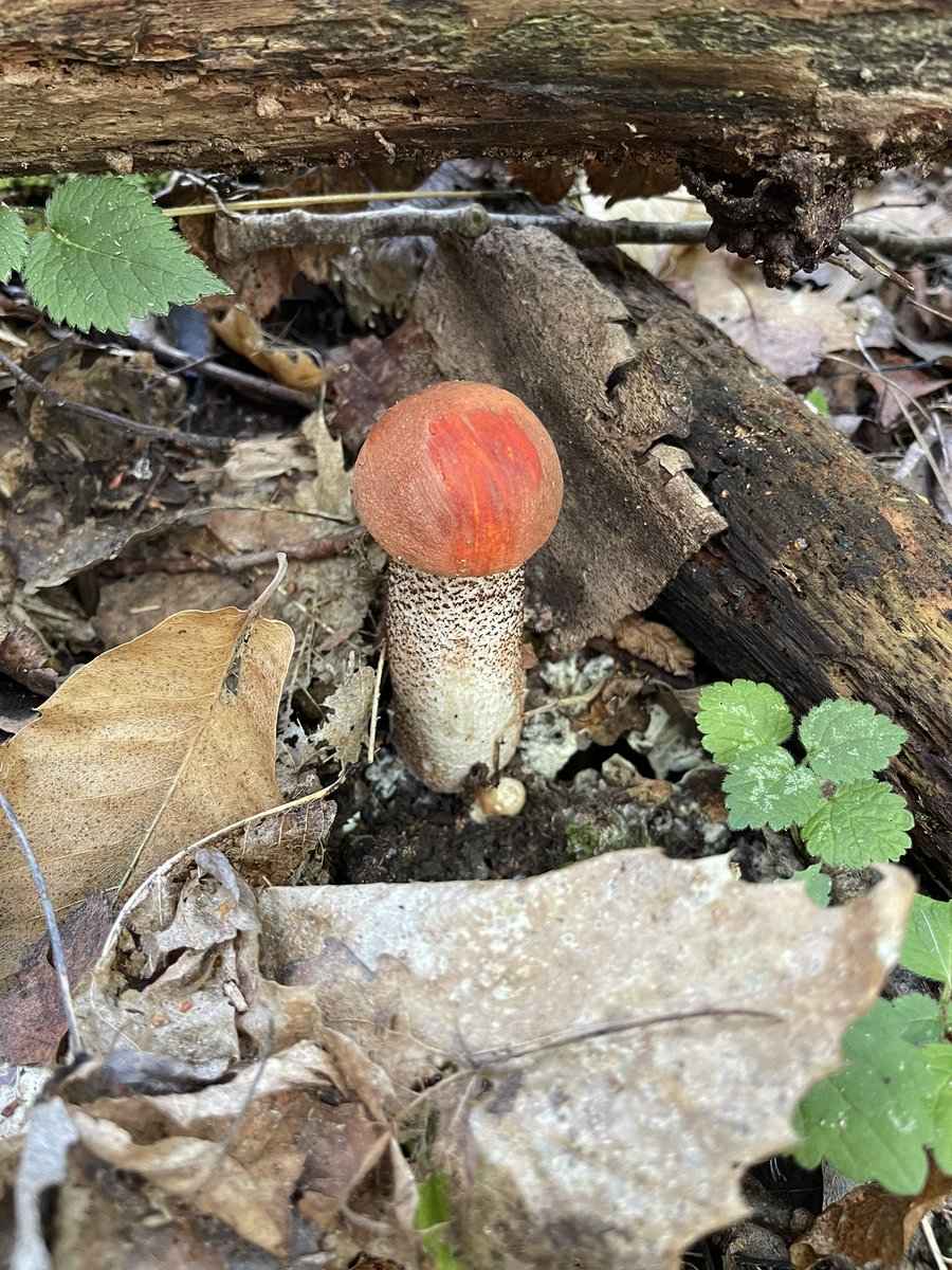 AngelikaHTCG's tweet photo. Orange Birch Bolete #FungiFriday #EastSussex 🧡 #foraging https://t.co/eKKOk1a9Am