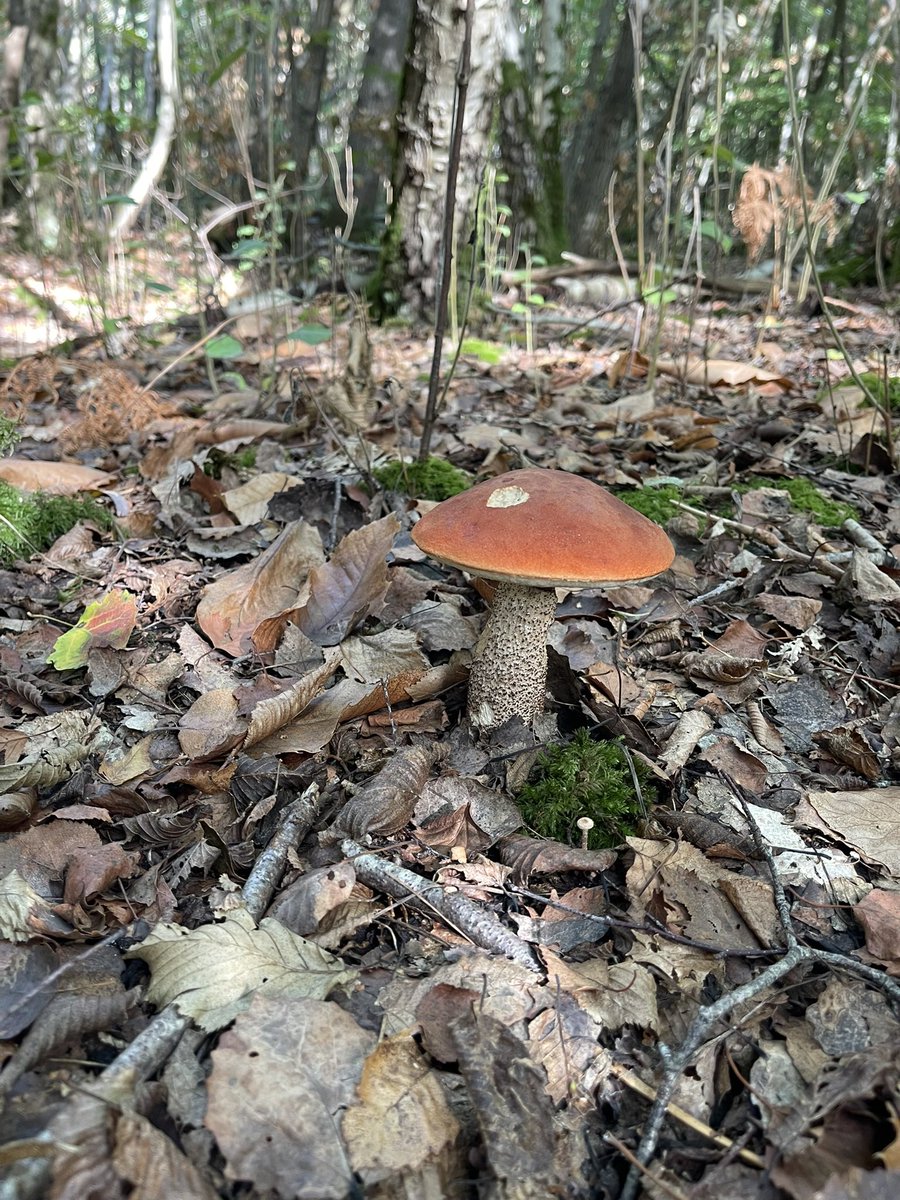 AngelikaHTCG's tweet photo. Orange Birch Bolete #FungiFriday #EastSussex 🧡 #foraging https://t.co/eKKOk1a9Am