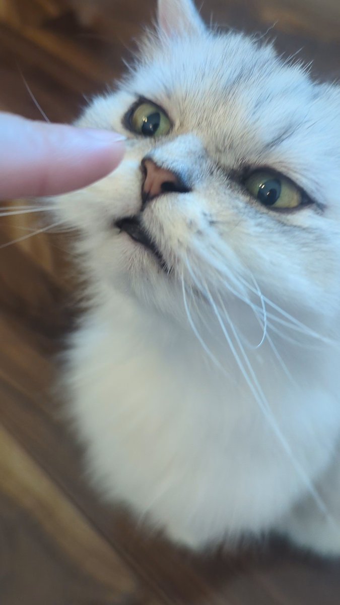 A close-up shot of a fluffy white and gray cat lying on its back on a wooden floor, looking up at a human finger touching its nose.