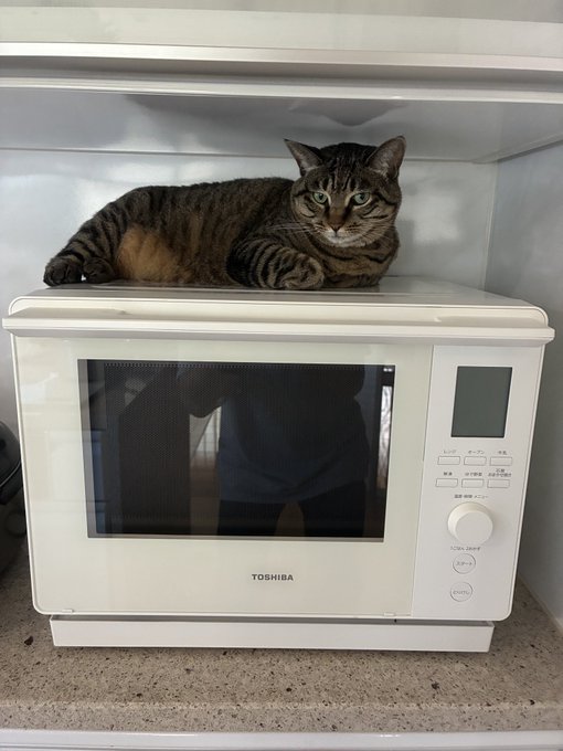 A tabby cat lying on top of a white Toshiba microwave oven placed on a speckled kitchen counter.