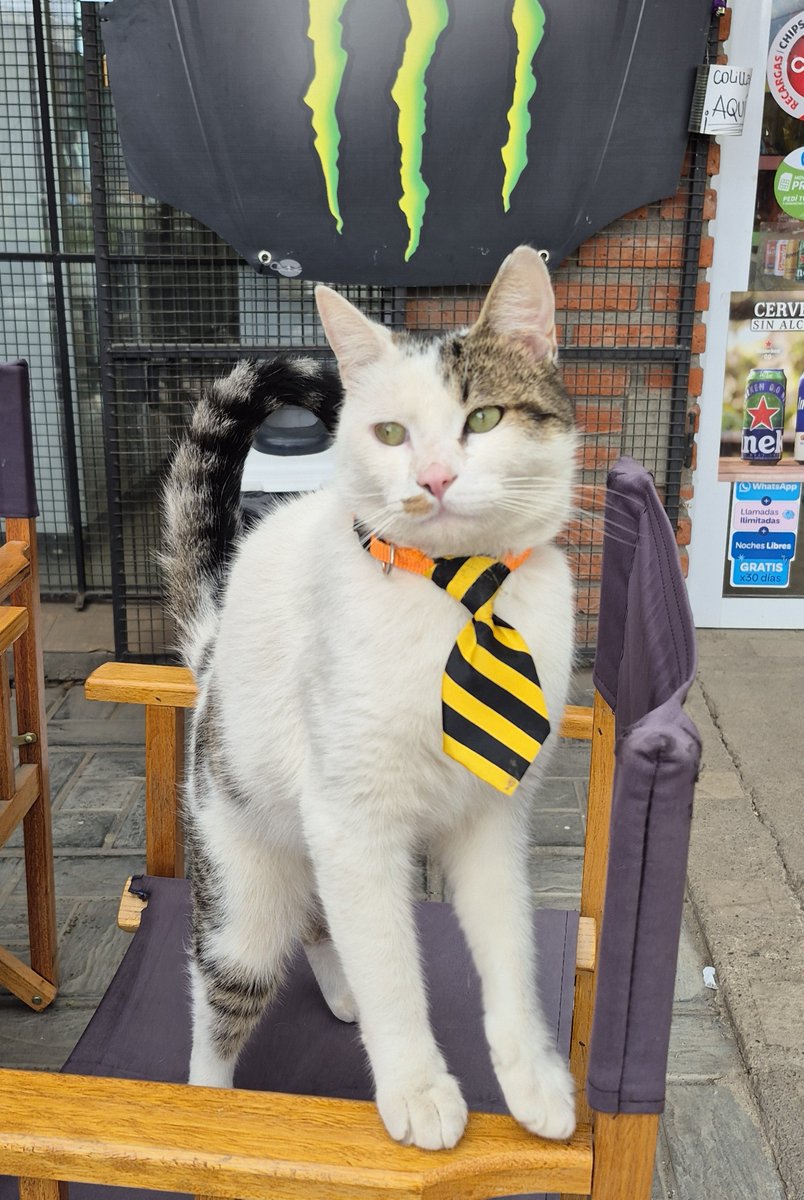 SlXSEX's tweet photo. siento que debo compartir con mis 3 seguidores que vi un gato con corbata https://t.co/KA3iSzJFbP