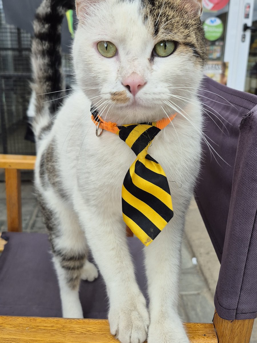 SlXSEX's tweet photo. siento que debo compartir con mis 3 seguidores que vi un gato con corbata https://t.co/KA3iSzJFbP