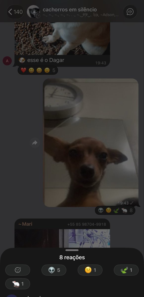 samarafrr's tweet photo. @26Lis amg ela levou hate no grupo de cachorros https://t.co/y1Xvpt4caQ