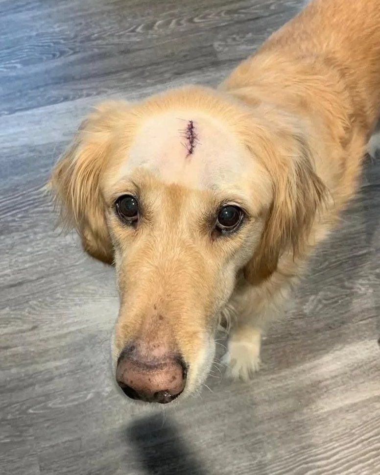 RincnCuriosoo's tweet photo. Golden retriever vence el cáncer y para celebrarlo recibe una carne asada solo para él. https://t.co/xzwCZ6YnEW
