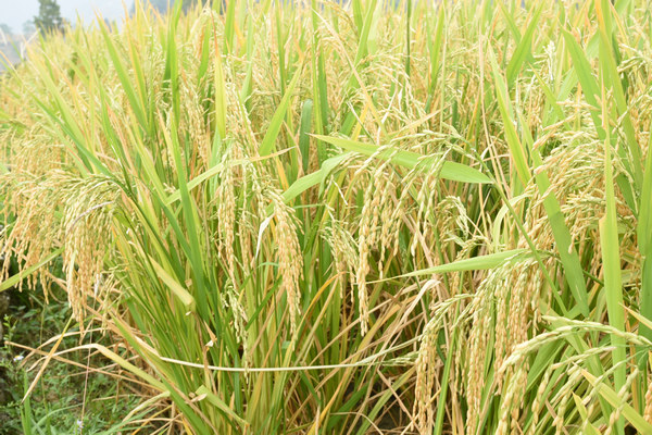 c_nuss_442_f1b's tweet photo. [Lucky by the sedan, blessed by the harvest! 轿载祥瑞，荷聚福运，赖享安康] https://t.co/MtbSxB1UB4