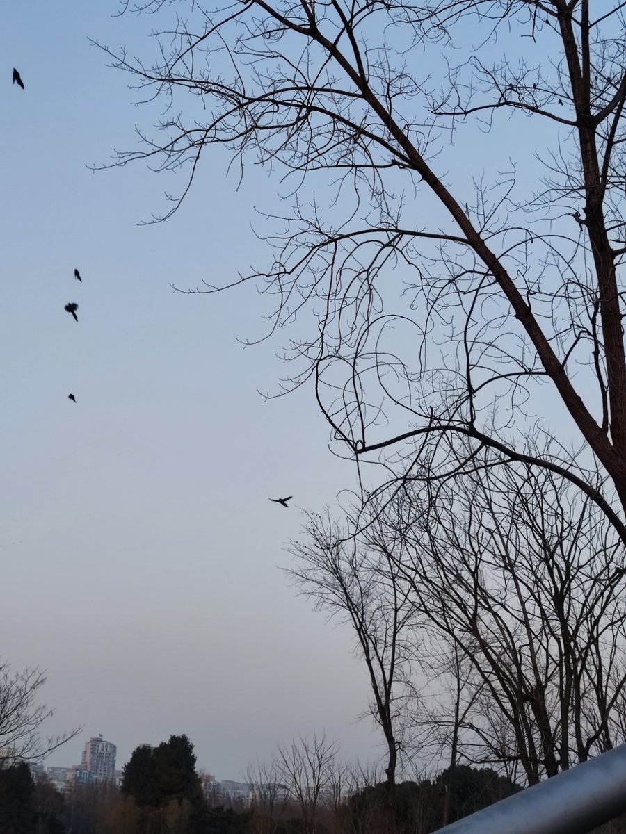 qrszfr's tweet photo. Just a small moment: a little bird perched gently, bringing a quiet touch of warmth to the morning, no need for grand scenes. https://t.co/vptUgQqiPT