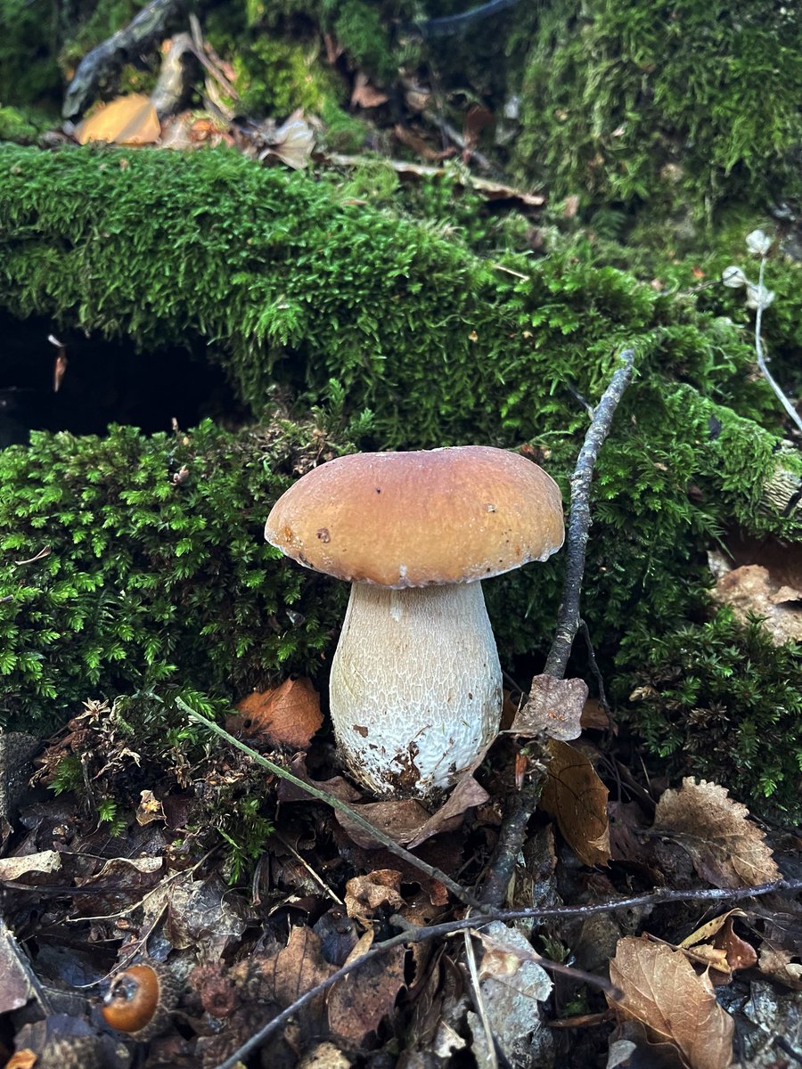 AngelikaHTCG's tweet photo. Perfect little Penny Bun #BoletusEdulis #Cep #Porcini #Steinpilz #FungiFriday #EastSussex 🍄🟫 #foraging https://t.co/TtUdHpXseh