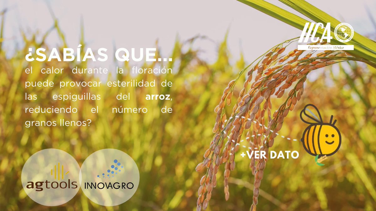 IICAMexico's tweet photo. 🌱 #INNOVAGRONoticias
Hoy en #Agtools, nuestro protagonista es... ¡el arroz! 🌾🍚
Descubre los datos más interesantes sobre este cultivo 👉
https://t.co/ozsO09pgwi
🔹 @ag_tools es una plataforma tecnológica que analiza los mercados agrícolas conectando datos de cultivos con respaldo científico de universidades y organismos oficiales.
🔹 Y la @redinnovagro, impulsada por el @IICAnoticias, reúne a más de 70 instituciones de 14 países para seguir impulsando la innovación en los sistemas agroalimentarios. 🌎✨