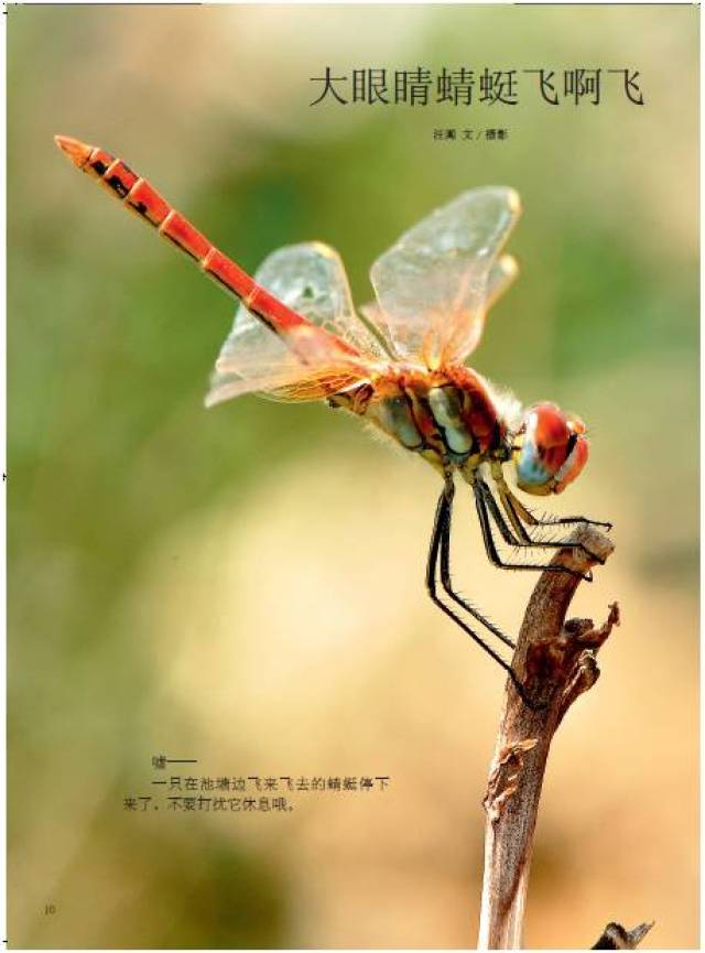 susanharr_4_817's tweet photo. [By the dam, a dragonfly rests lazily]， https://t.co/ctrWtE89jq