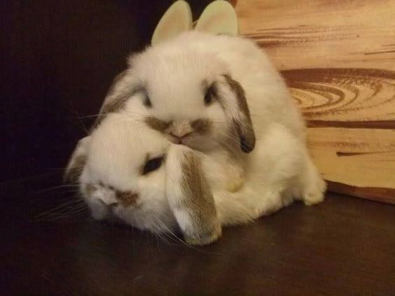ashyaywoohoo's tweet photo. lets lay on mama https://t.co/eAZmcKzRCj