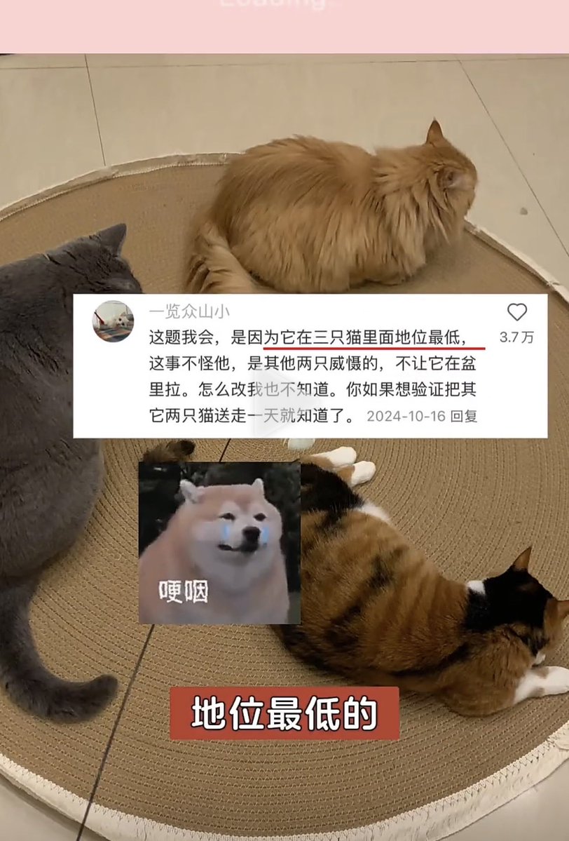 petstco's tweet photo. @yuxiazha @Biantaiboooo 找到原因了！因为是最小的猫会被大猫欺负不让尿盆里，应该准备专属猫砂盆 https://t.co/MOWHy6ilcK