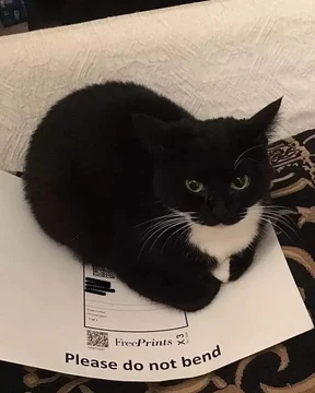 malignanttrog's tweet photo. thinkin about that time i almost lost my shit trying to explain to someone that these two cats arent the same cat https://t.co/oerI5efdpn
