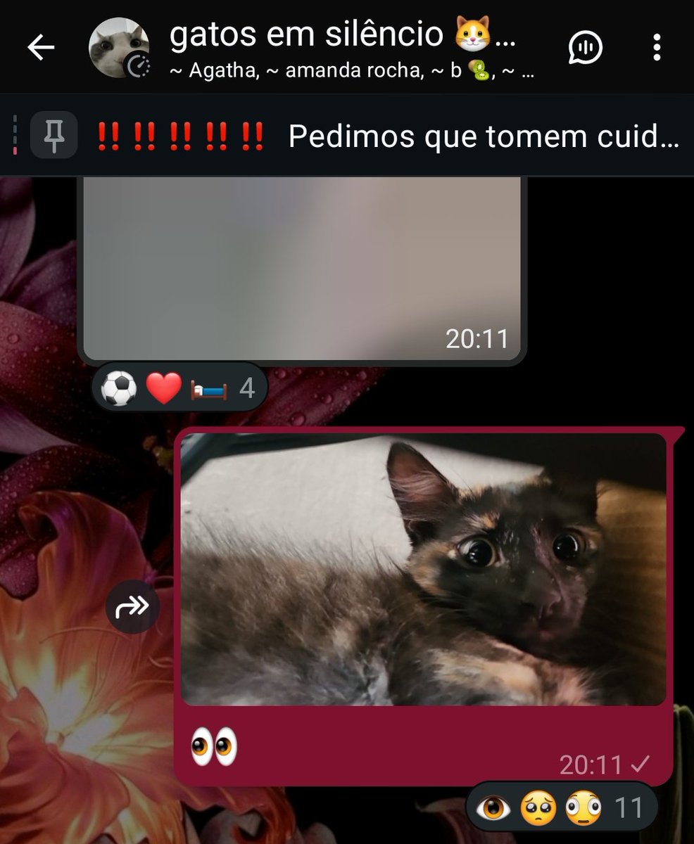 prcmarcos's tweet photo. gatos em silêncio eu amo voces https://t.co/yUoOufkupw
