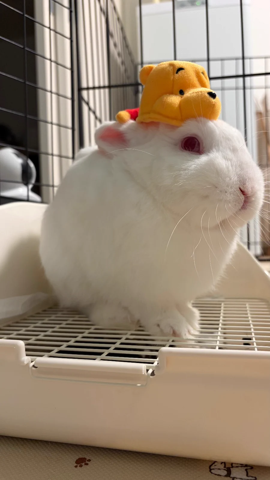 うさぎとひとの幸せを支える会🐰🐰@ペットショップではなく保護うさぎ