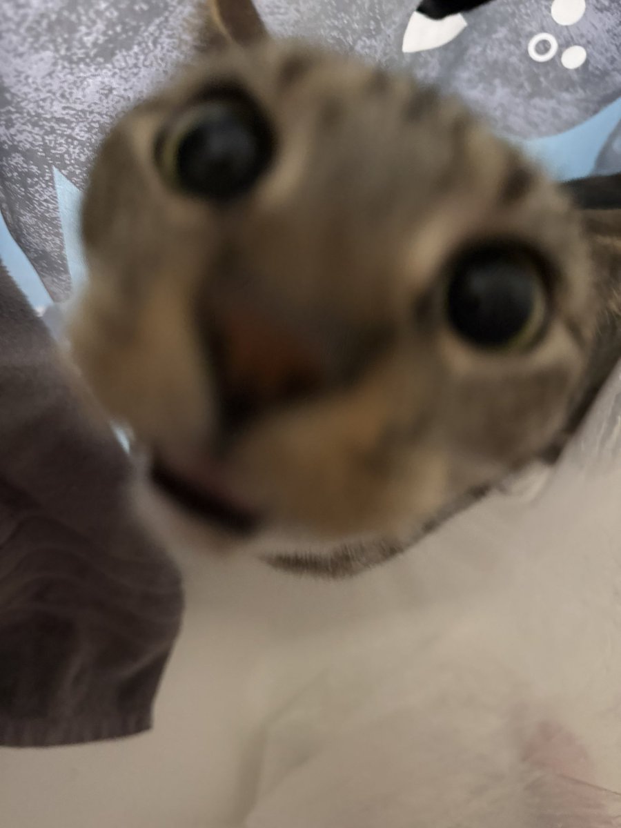 mrmeowserr's tweet photo. momy,,, wy yu in wat er.,, https://t.co/ymDfbVFcRa