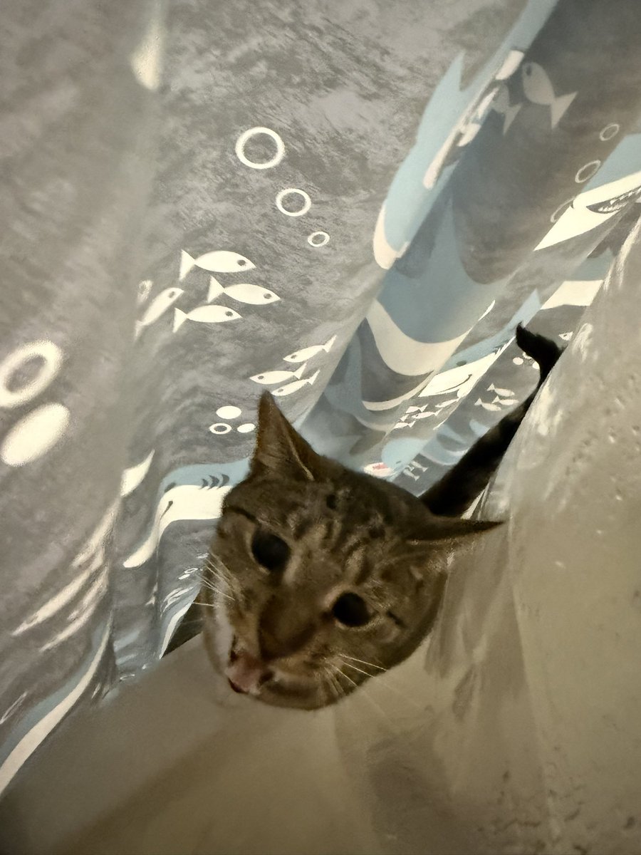 mrmeowserr's tweet photo. momy,,, wy yu in wat er.,, https://t.co/ymDfbVFcRa